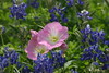 Texas Wildflowers : 