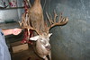 Bullis Buck : 