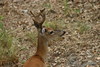 Lake Buchanan Scenes and Animals : 