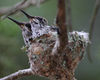 Hummingbirds : 