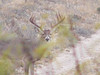 Deer Hunting 2003 : 